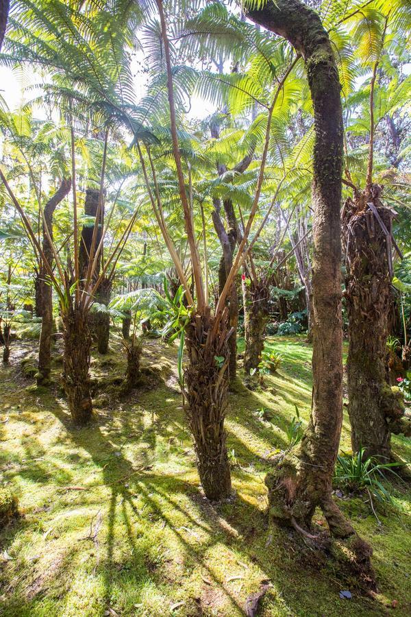 Hale Mauna Loa Upper Level With Shared Hot Tub Volcano Exterior foto